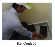 rat control